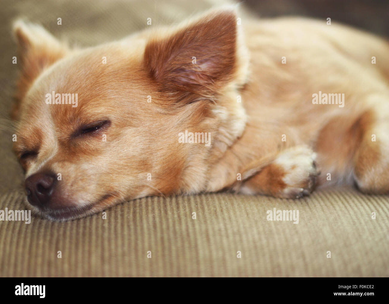 Cute chihuahua chiot dormir sur le canapé. Banque D'Images