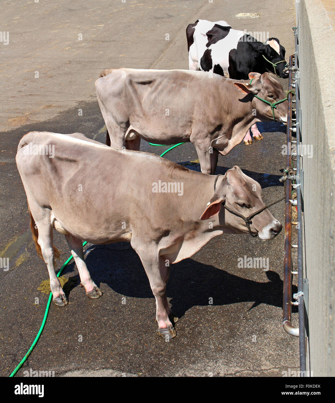 Trois vaches confinées Banque D'Images