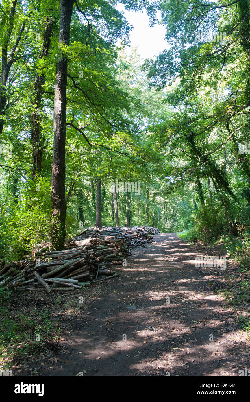 Tas de bois en forêt de chêne vert et de voie avec de grands arbres en arrière-plan, cadre vertical Banque D'Images