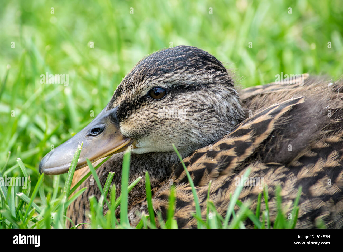 Bebe Canard Colvert Photo Stock Alamy