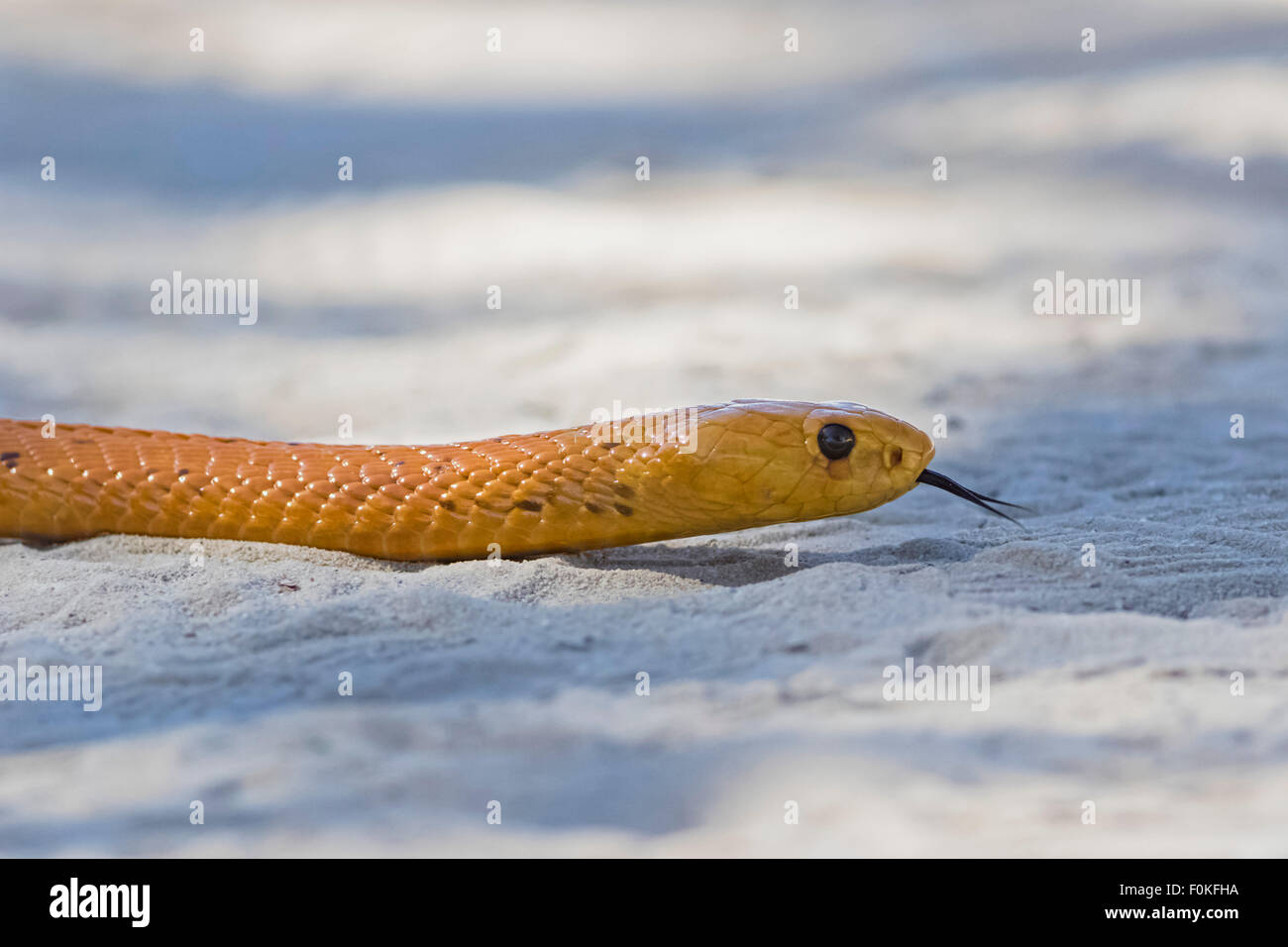 Le Botswana, Kgalagadi Transfrontier Park, Kalahari, Le Cap cobra Banque D'Images