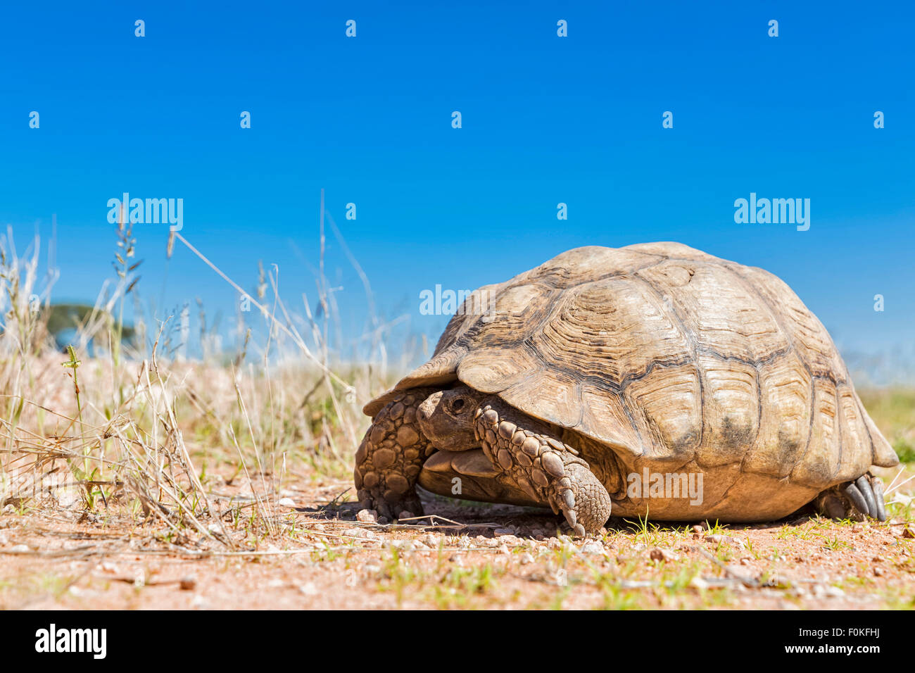 Le Botswana, Kalahari, Kgalagadi Transfrontier Park, tortue léopard Banque D'Images