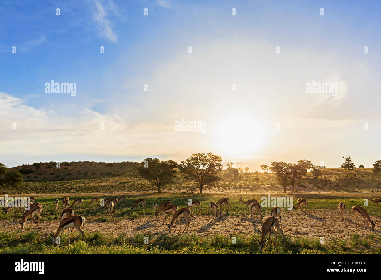 Le Botswana, Kalahari, Kgalagadi Transfrontier Park, troupeau d'impalas à rétro-éclairage Banque D'Images