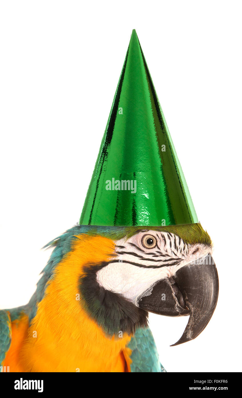 Parrot portant un chapeau d'anniversaire découpe studio Banque D'Images