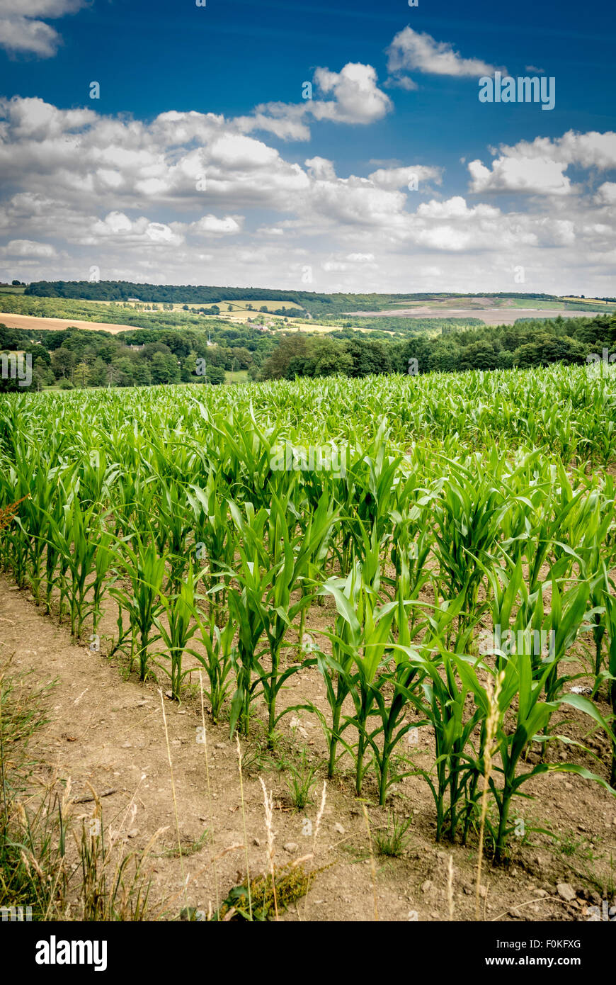 Corn growing in field Banque D'Images