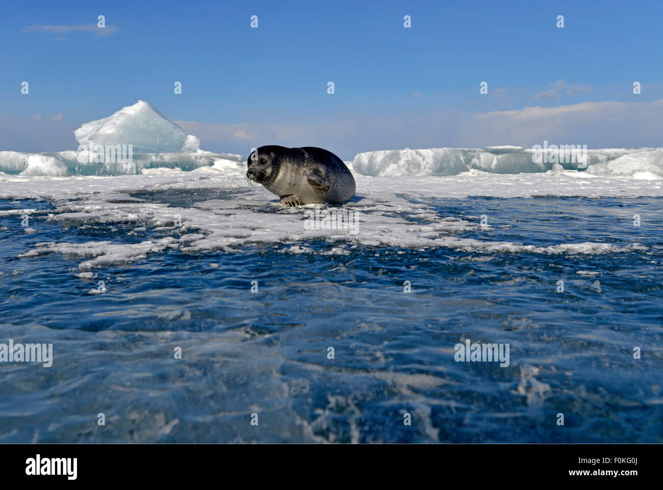 La Russie, lac Baïkal, Baikal seal à un trou dans la glace Banque D'Images