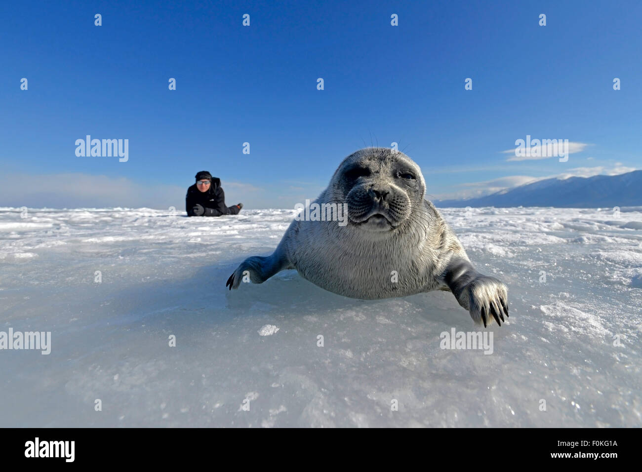 La Russie, lac Baïkal, woman watching Baikal seal sur lac gelé Banque D'Images