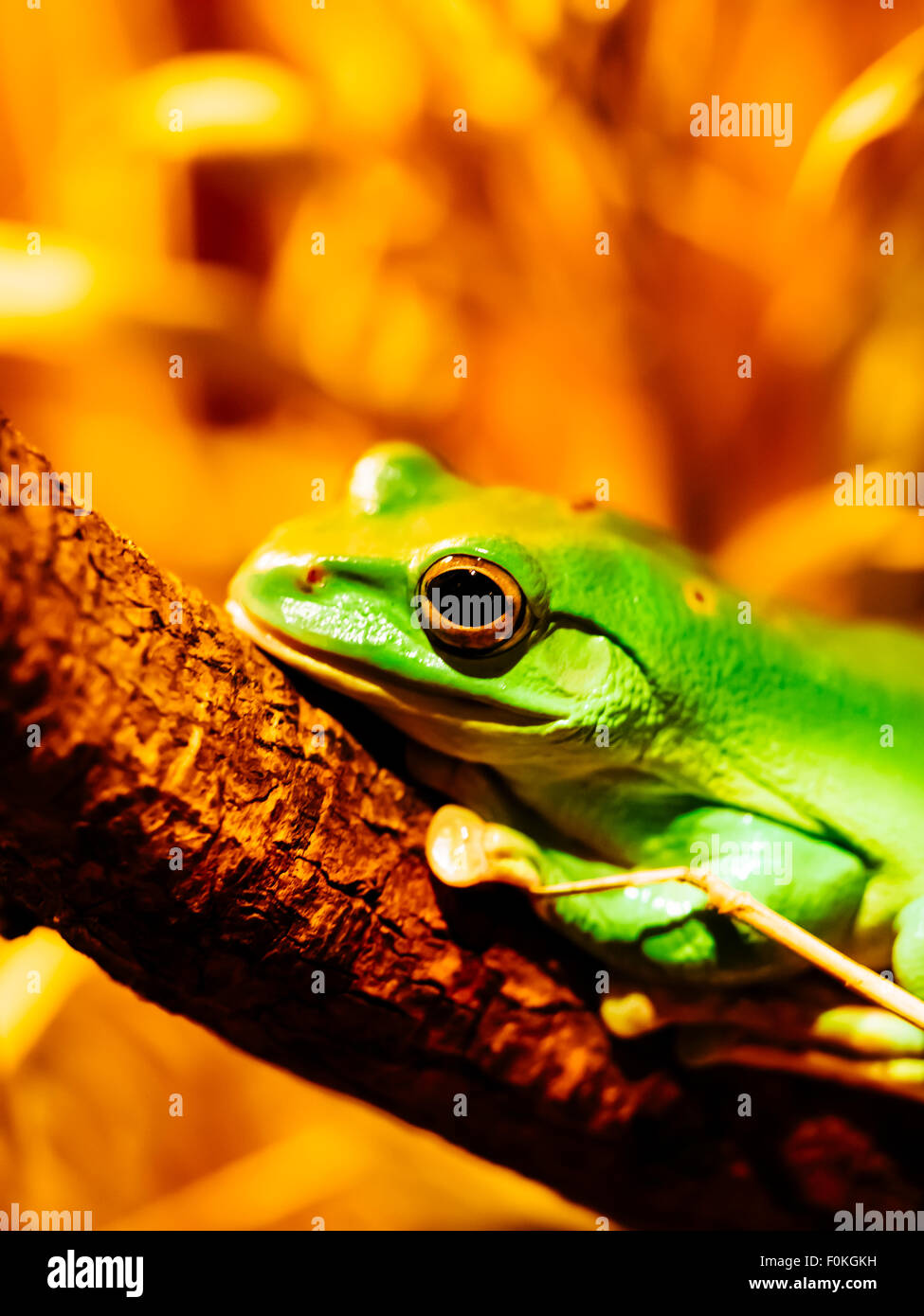 La grenouille chinoise, Rhacophorus dennysi Banque D'Images