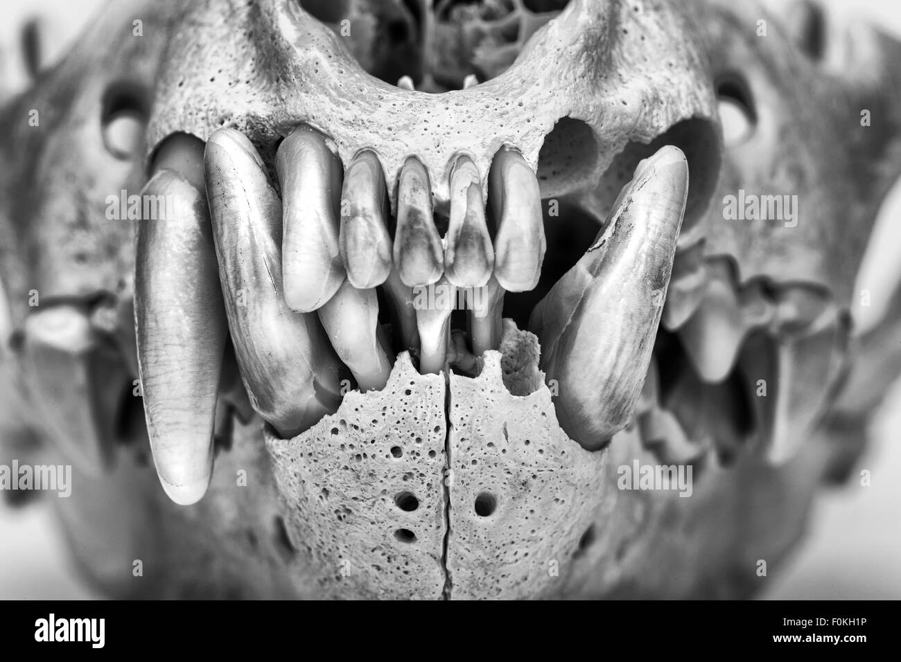Un noir et blanc spectaculaire vue avant close up image des dents d'un mammifère prédateur Banque D'Images