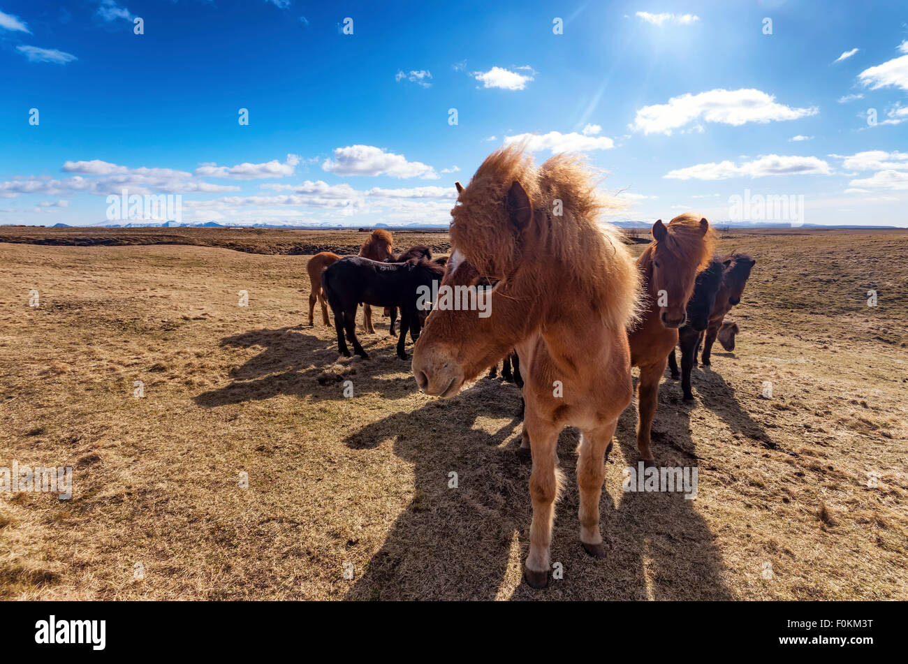 L'Islande, l'Islandais Cheval, Equus ferus caballus, poneys Banque D'Images