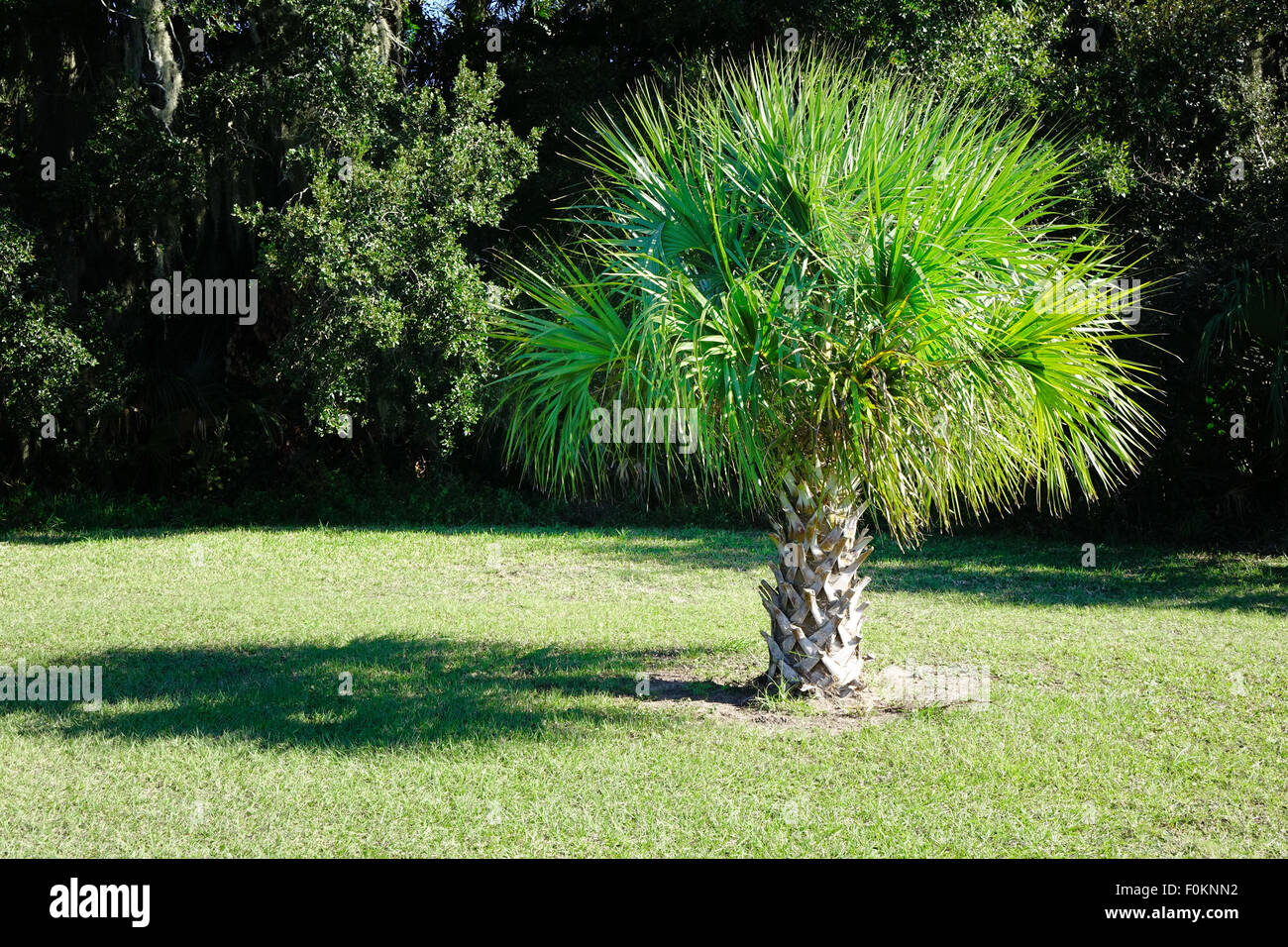 Sabal palm, l'arbre de l'état de Floride. Banque D'Images