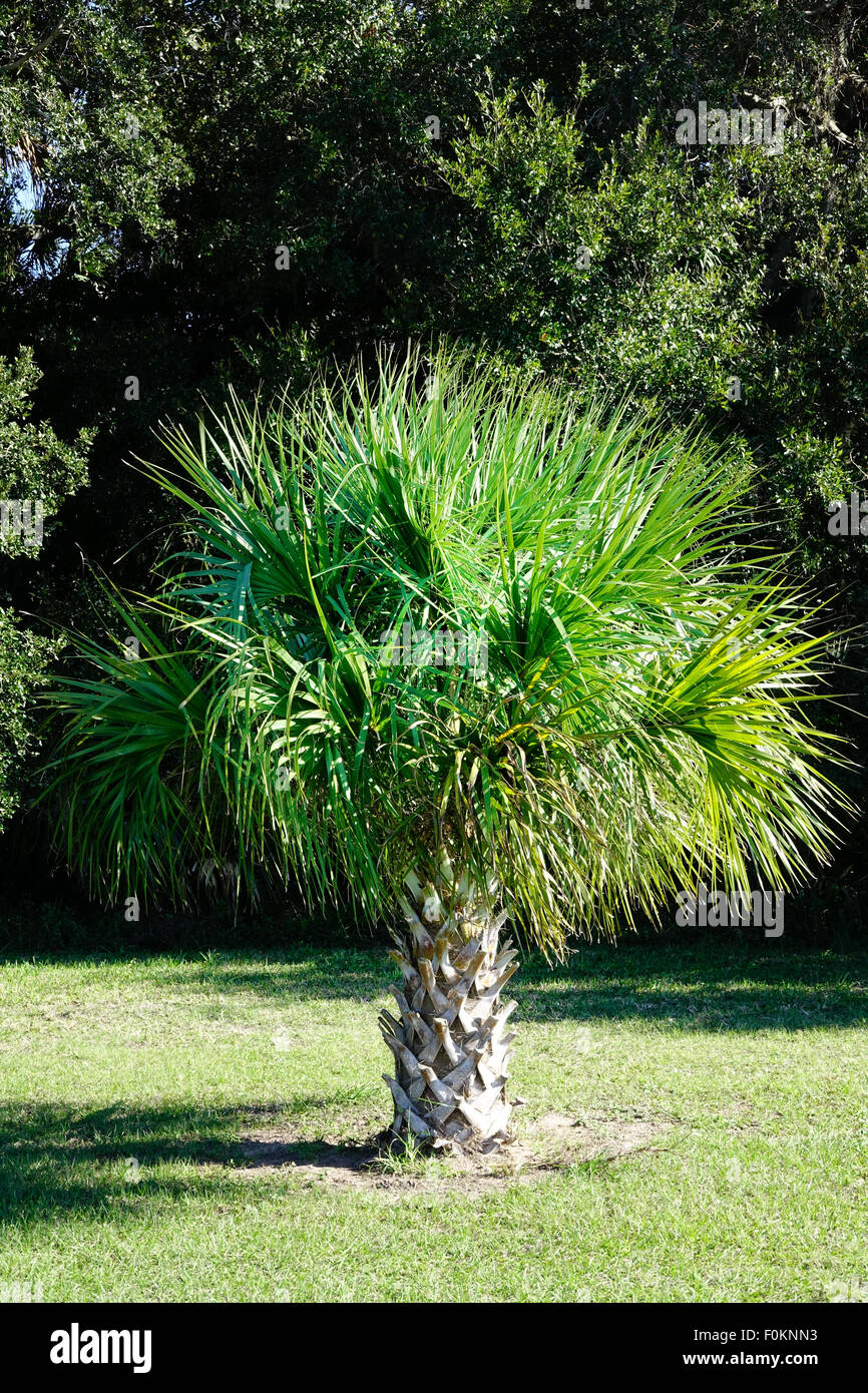 Sabal palm, l'arbre de l'état de Floride. Banque D'Images