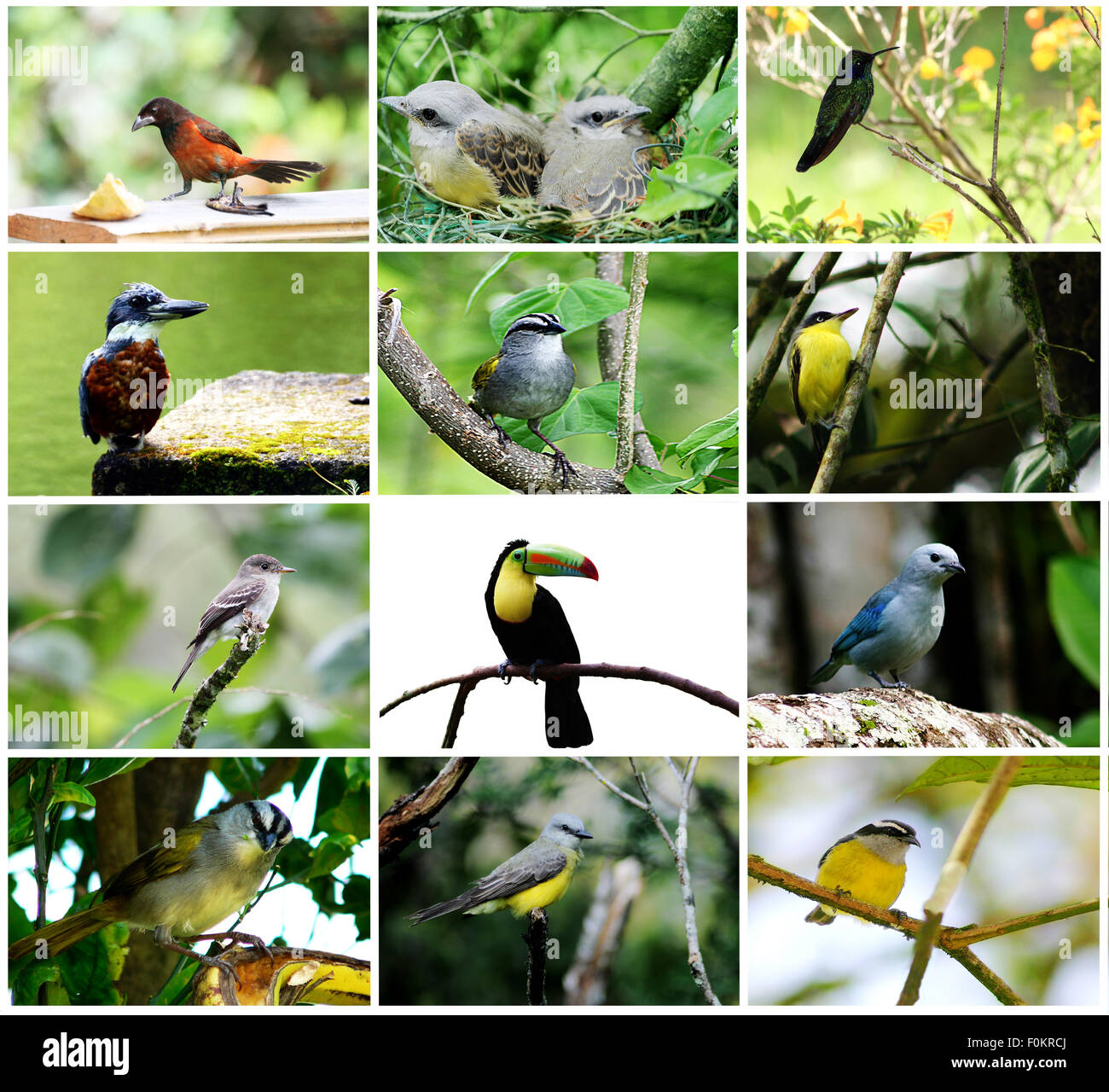 Belle collection d'oiseaux du Panama ensemble dans un collage Banque D'Images