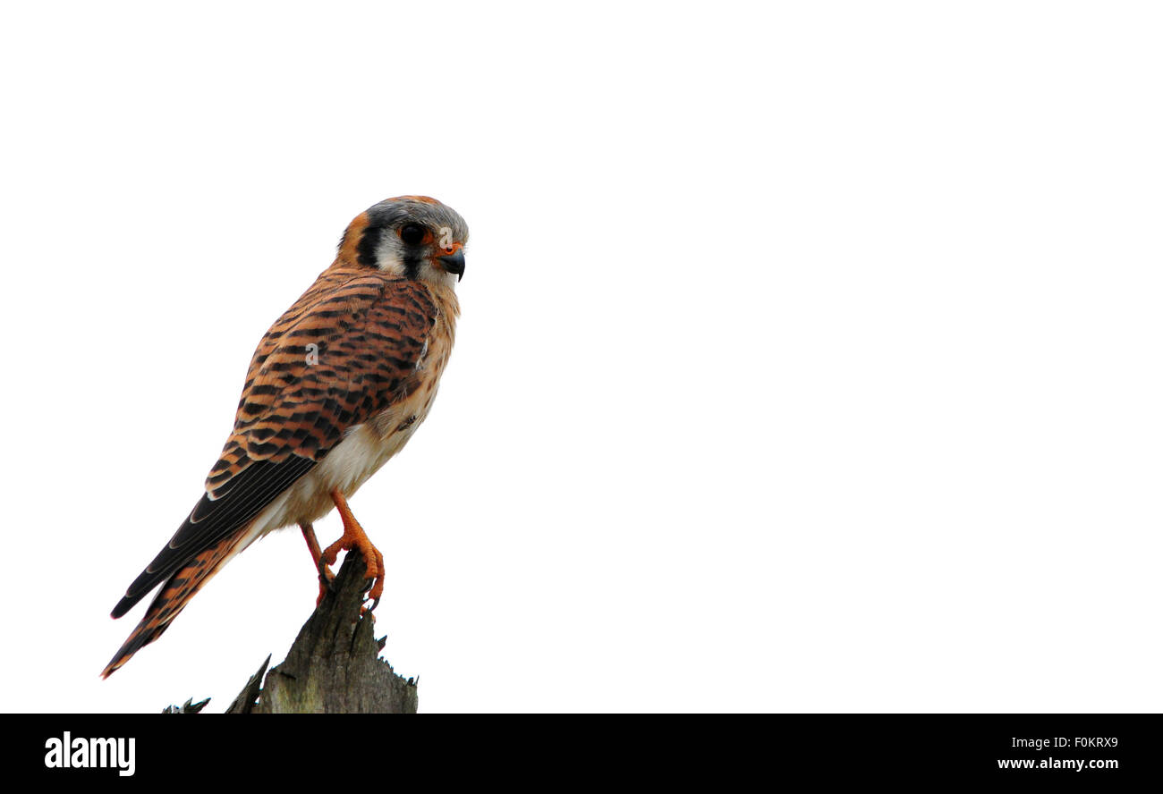 Belle Crécerelle d'Amérique (Falco sparverius) perché sur un poteau de clôture Banque D'Images