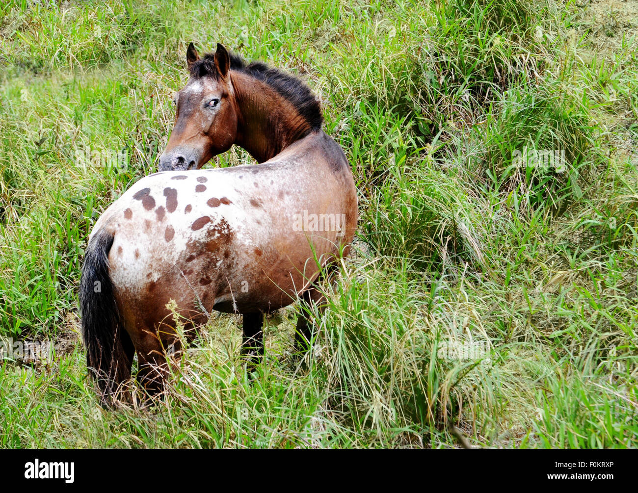 Appaloosa Horse n le milieu d'un champ de pâturage Banque D'Images