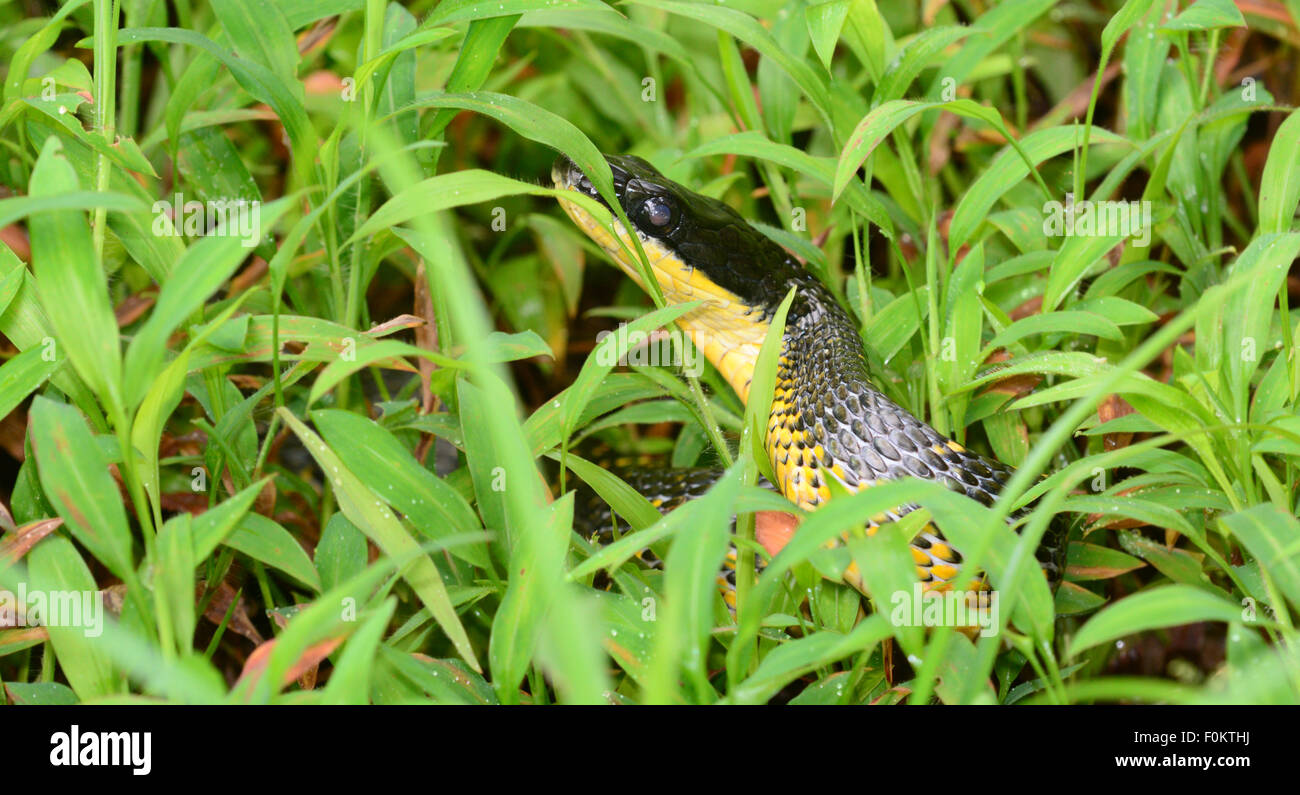 Plan Macro sur un serpent noir dans la forêt de Panama Banque D'Images