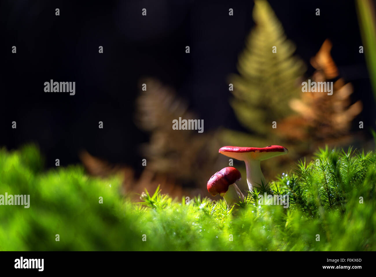 Excellent rouge champignons en forêt close up Banque D'Images