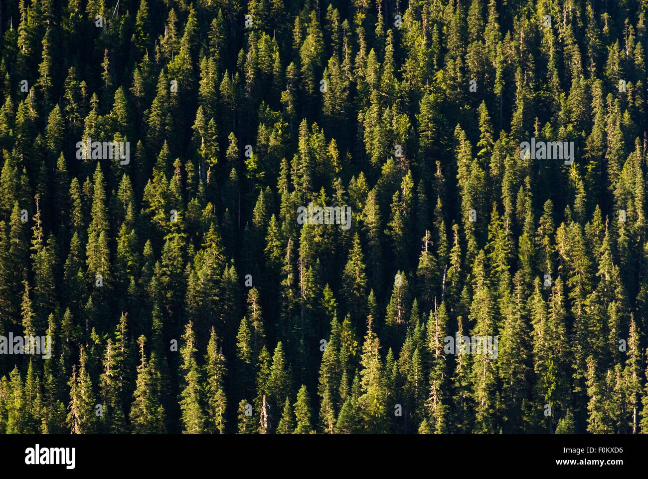 Au-dessous des forêts, Chinook Mather Memorial Parkway, forêt nationale de Wenatchee, Washington Banque D'Images