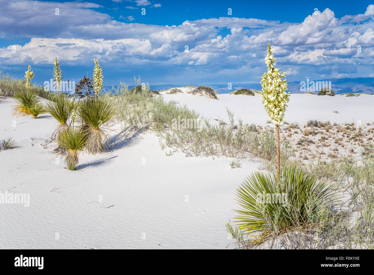 La floraison du yucca plantes dans les dunes de gypse blanc du White Sands National Monument près de Alamogordo, Nouveau Mexique, USA. Banque D'Images