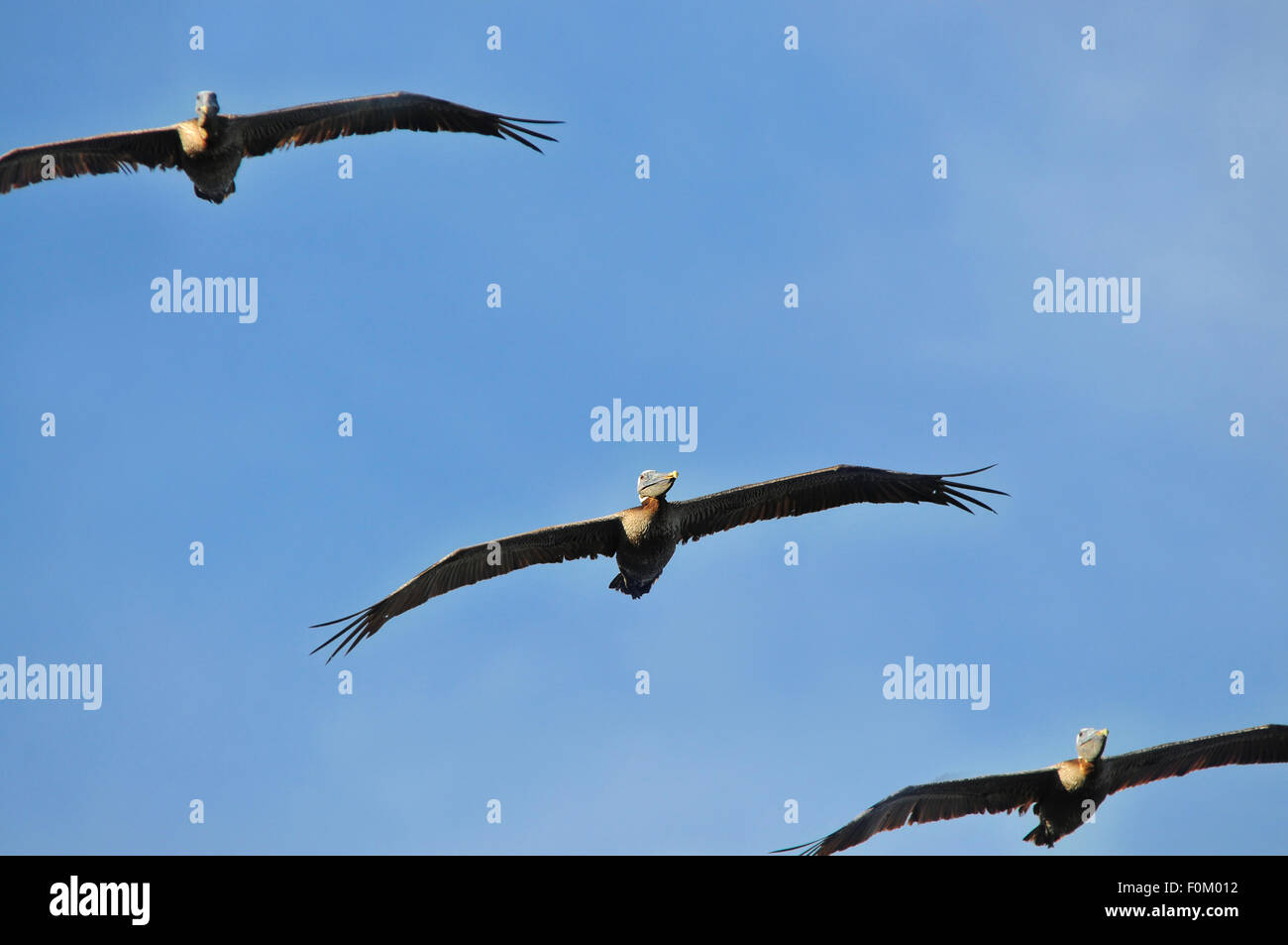 Gros plan d'une formation de vol de pélicans bruns Banque D'Images