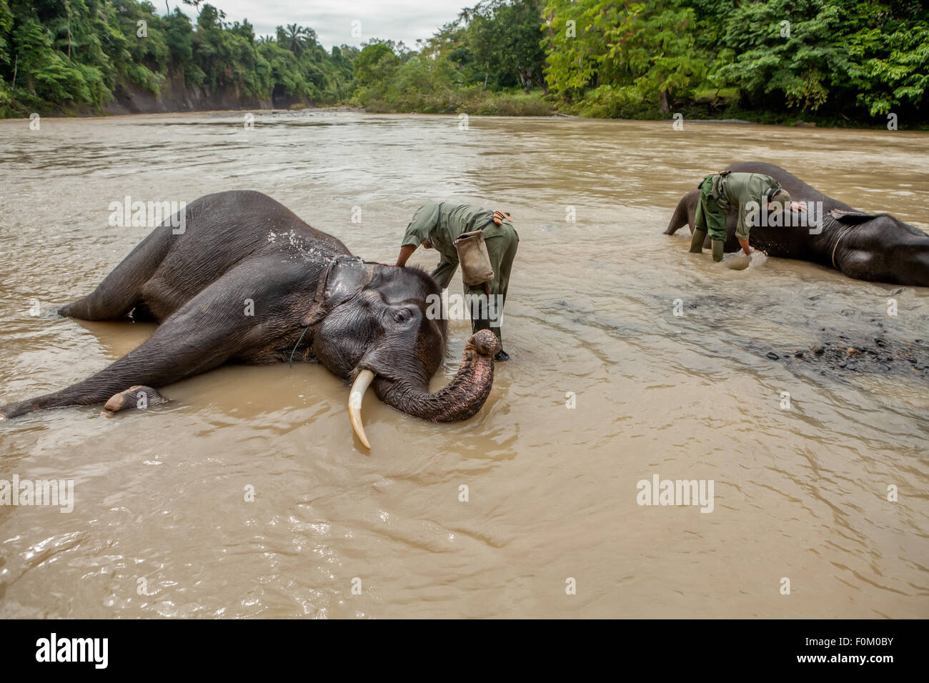 Les Rangers du parc baignent les éléphants dans un camp d'éléphants géré par l'unité de réponse à la conservation (CRU)--Gunung Leuser National Park, à Tangkahan, en Indonésie. Banque D'Images