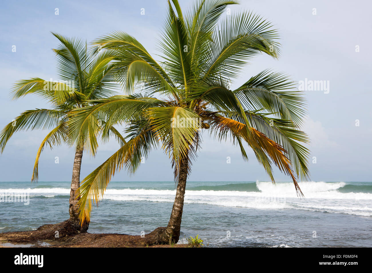 Panorama de l'île tropicale avec leaning cocotiers et grande mer vagues dans l'arrière-plan, Bocas del Toro, Panama 2014. Banque D'Images