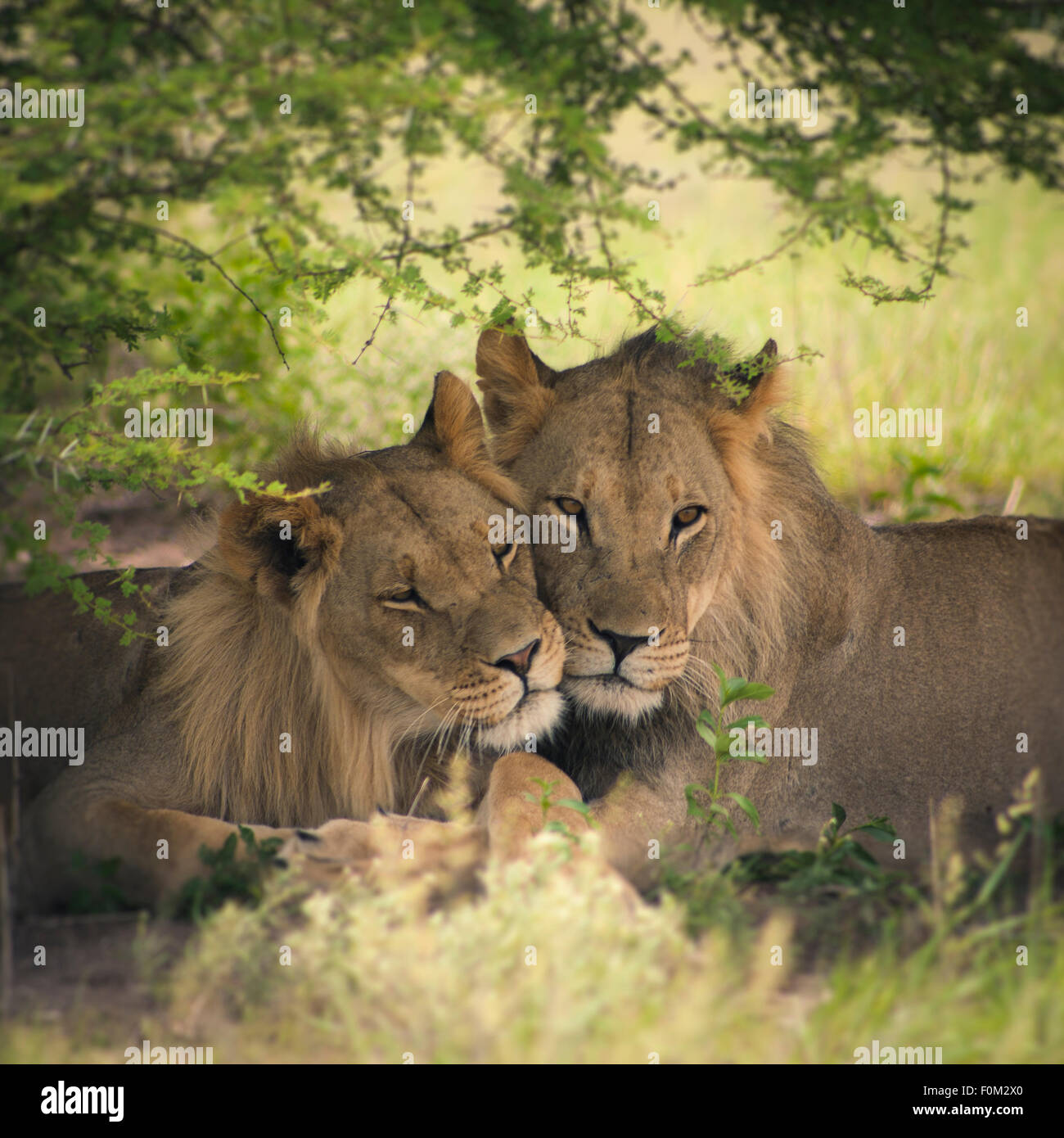 Paire D Amour De Lion Et Lionne Au Botswana Avec Traitement Illustration Photo Stock Alamy