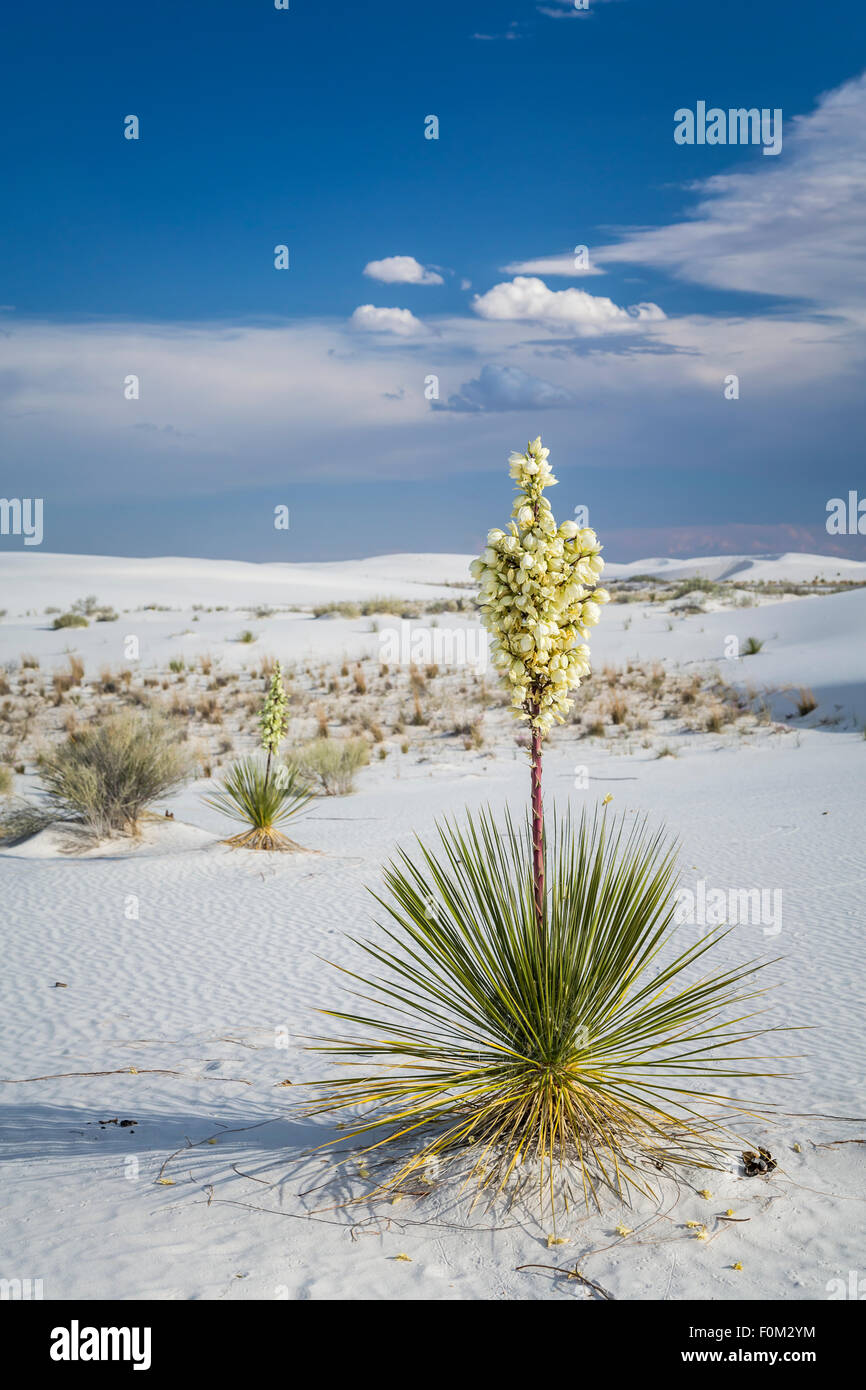 La floraison du yucca plantes dans les dunes de gypse blanc du White Sands National Monument près de Alamogordo, Nouveau Mexique, USA. Banque D'Images