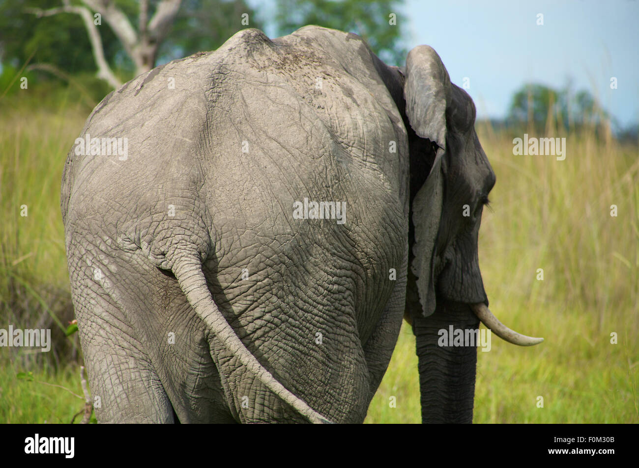 Éléphant dans le bush - la réserve naturelle de Moremi au Botswana Banque D'Images