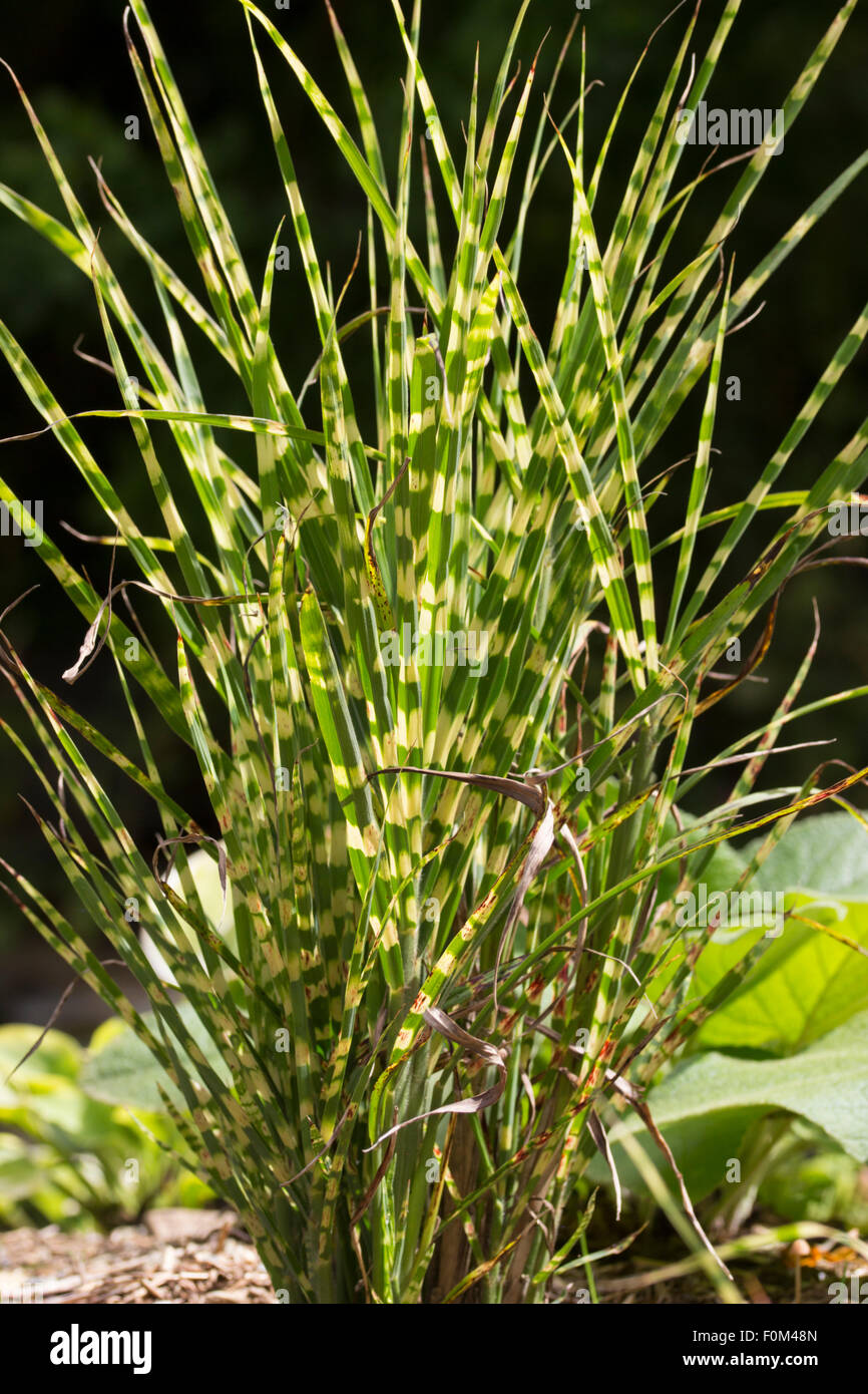 Des bandes horizontales d'or du juste de l'herbe, Miscanthus sinensis 'Gold Bar' Banque D'Images