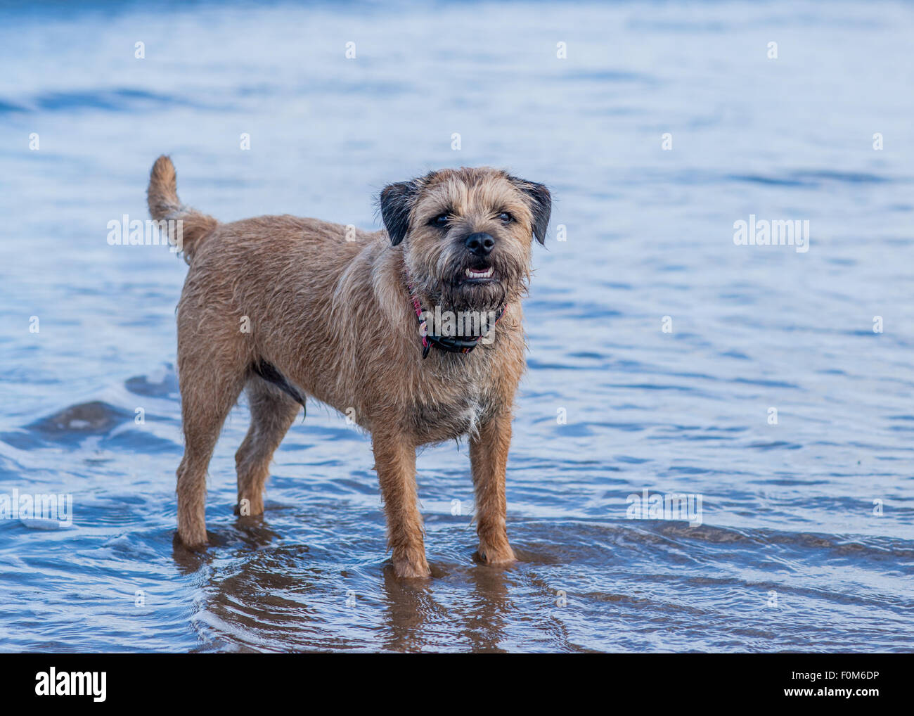 Chien Border Terrier Banque D'Images