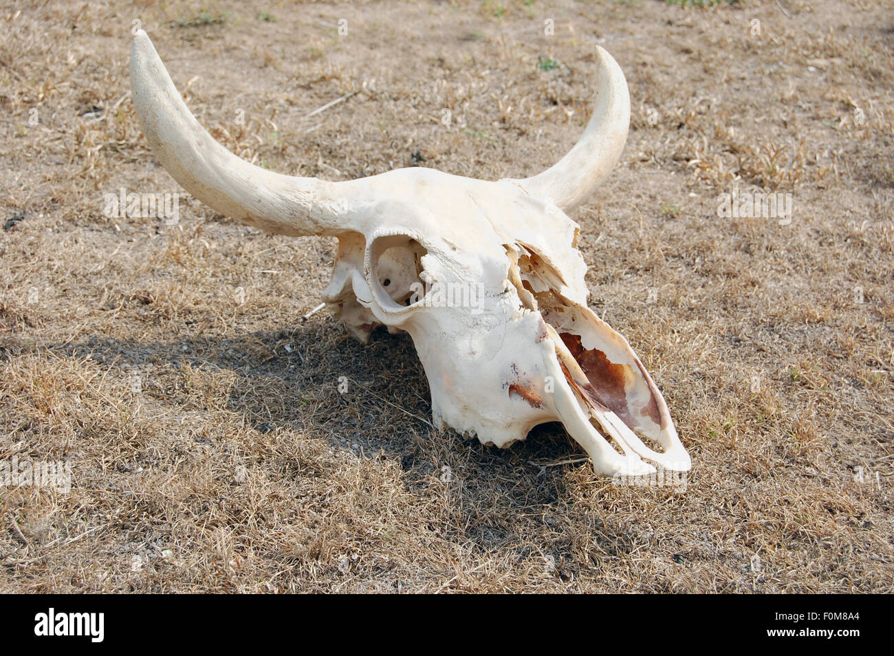 Crâne de vache sur une terre morte et séché très Banque D'Images