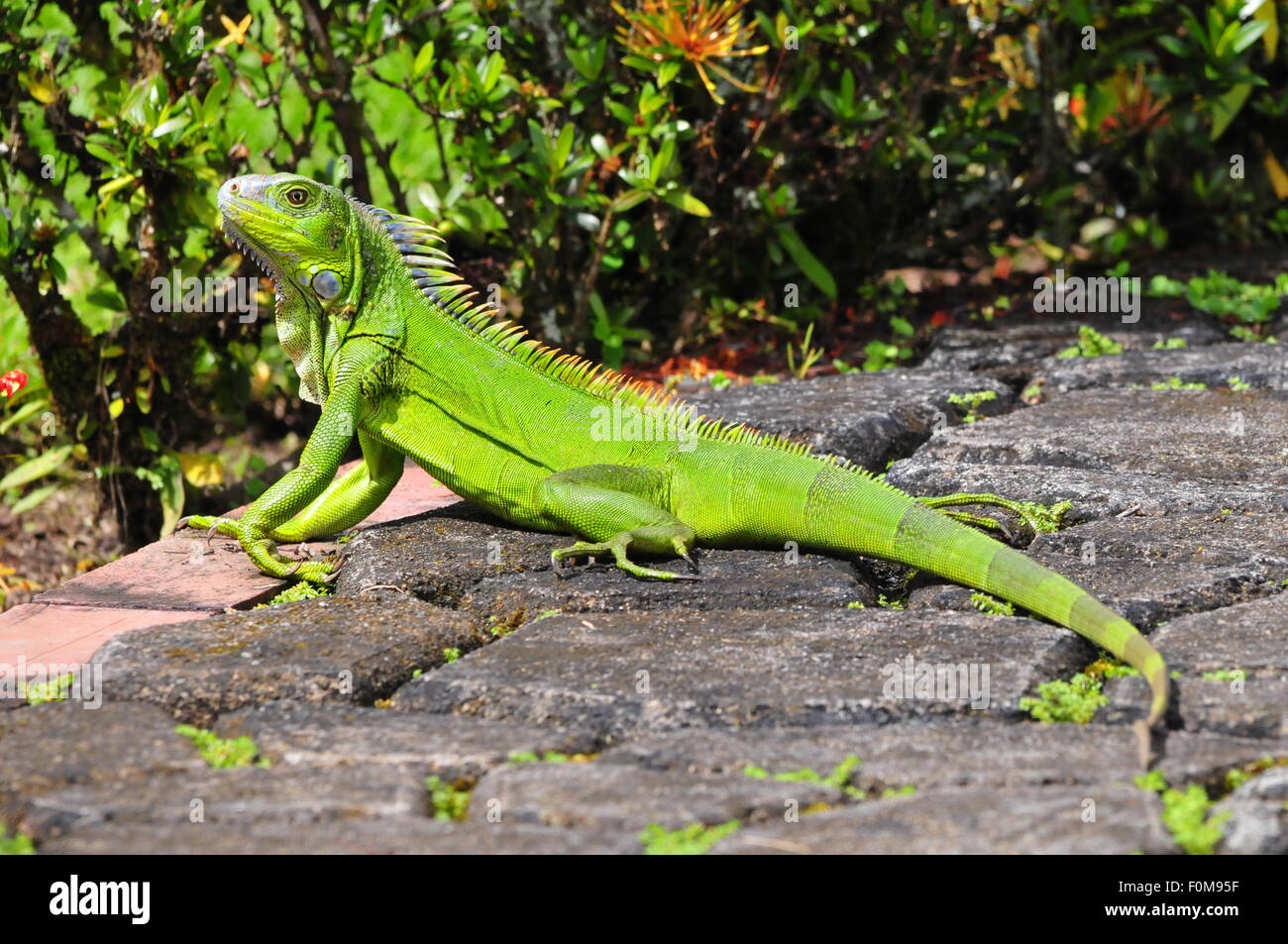 Iguane vert, en prenant un bain de soleil dans un jardin Banque D'Images