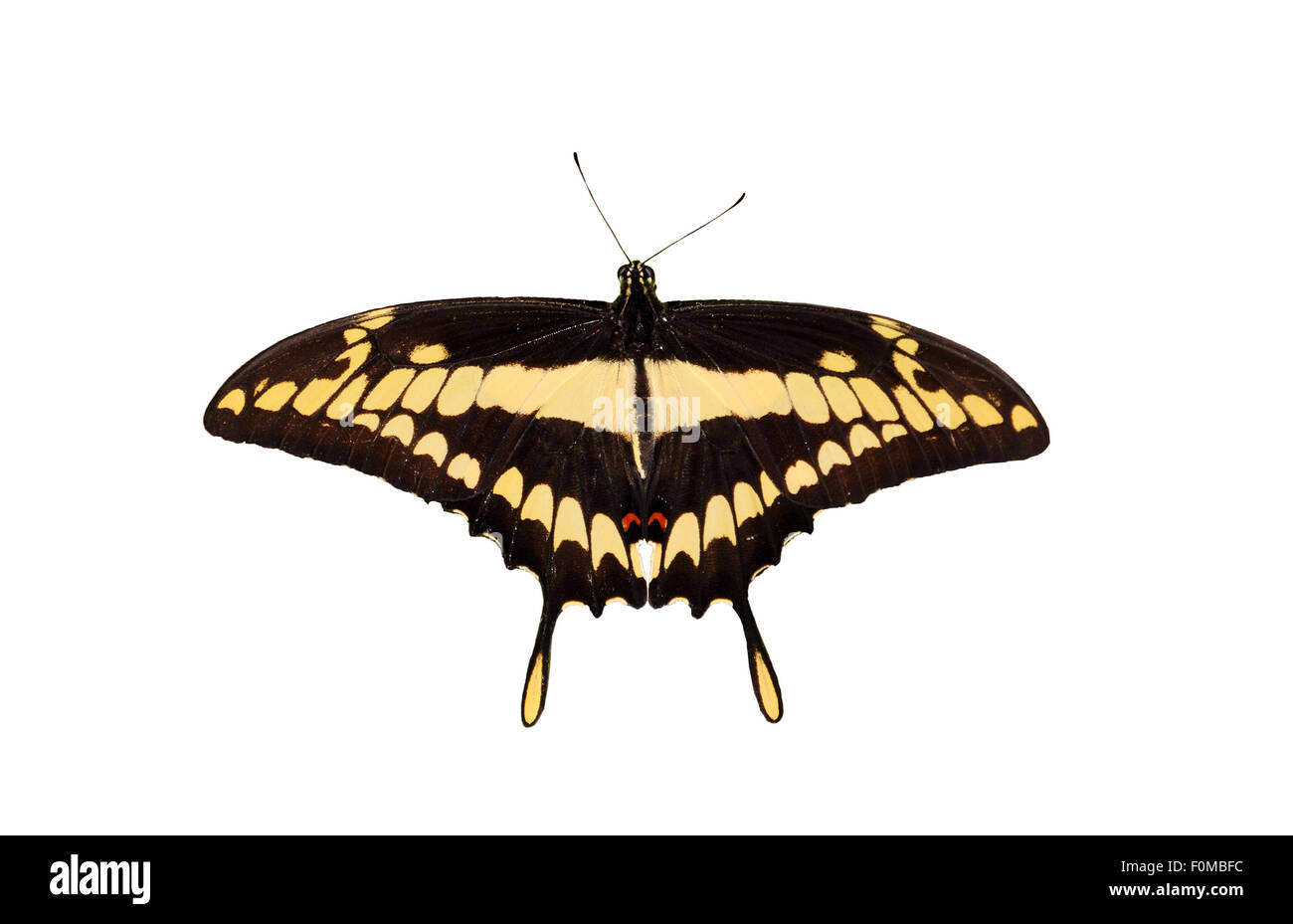 Beau papillon à queue fourchue, géant isolated on white Banque D'Images