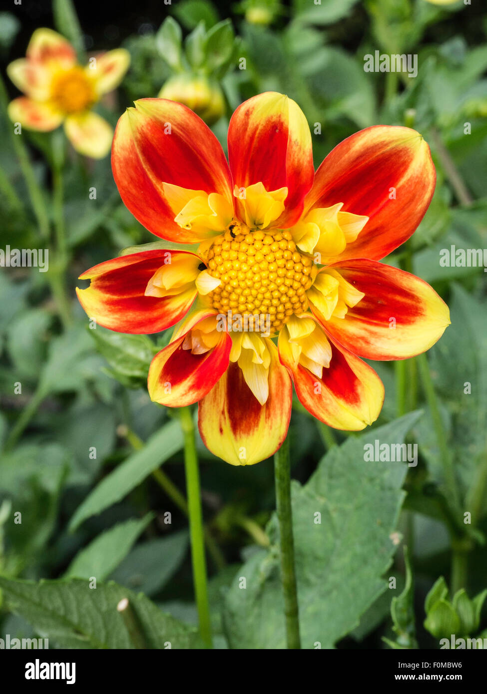 Dahlia « ourson » Banque D'Images