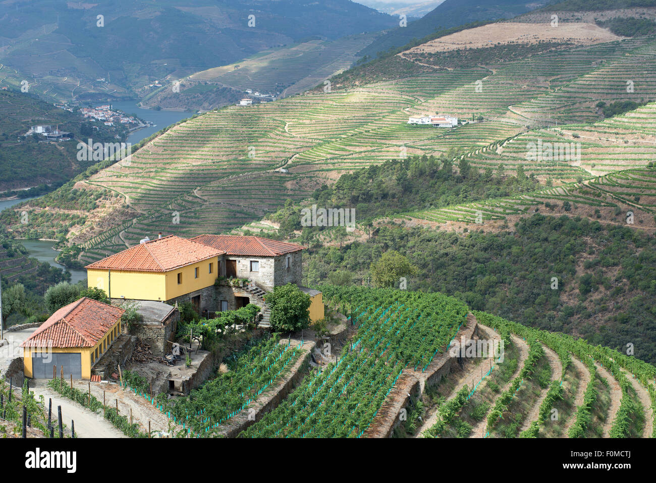 Un vignoble est situé au sommet d'une colline au Portugal, la Vallée du Douro. La Vallée du Douro, Portugal. Le 24 juillet 2015. Banque D'Images