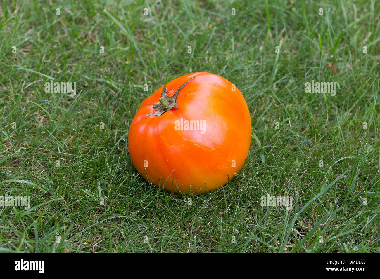 rouge tomate Banque D'Images