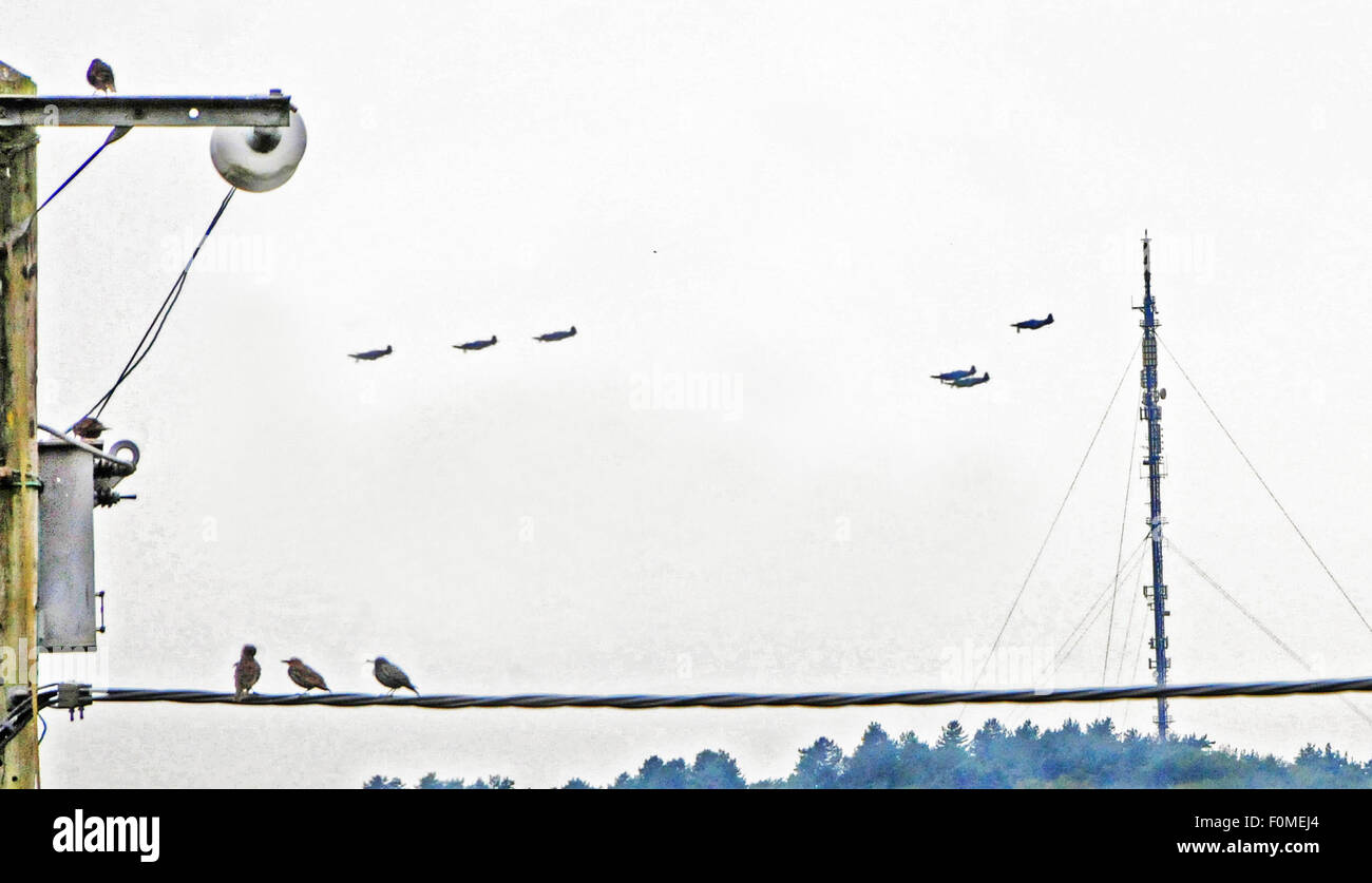 Portsmouth, Royaume-Uni. Août 18, 2015. La position de vol Grice à Portsmouth - salué par les Blancs Green Etourneau sansonnet (Sturnus vulgaris) vol sur les lignes à haute tension près de Midhurst dans le Sussex à 13h le mardi 18 août 2015. Sur la droite de l'image est l'ancien mât de télévision de Bexley. Le vol par la Seconde Guerre mondiale faisait partie de la bataille d'Angleterre Défilé pour marquer le jour le plus chargé de l'aviation dans la guerre. Crédit : David Cole/Alamy Live News Banque D'Images