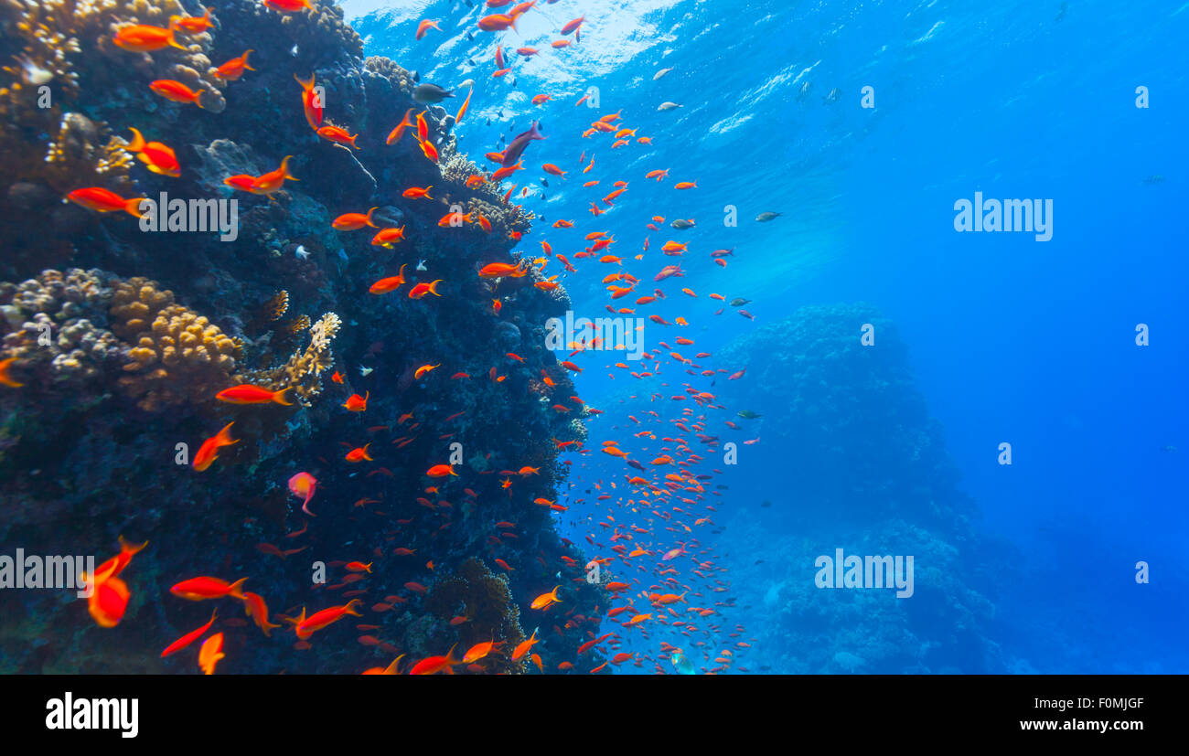 Récif de corail sous-marine Banque D'Images