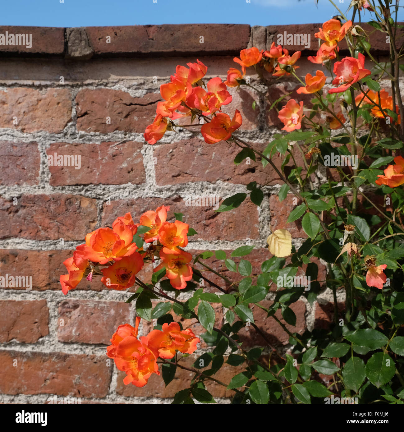 Rambling rose poussant le long d'un mur de brique de jardin en août dans le Herefordshire UK Banque D'Images