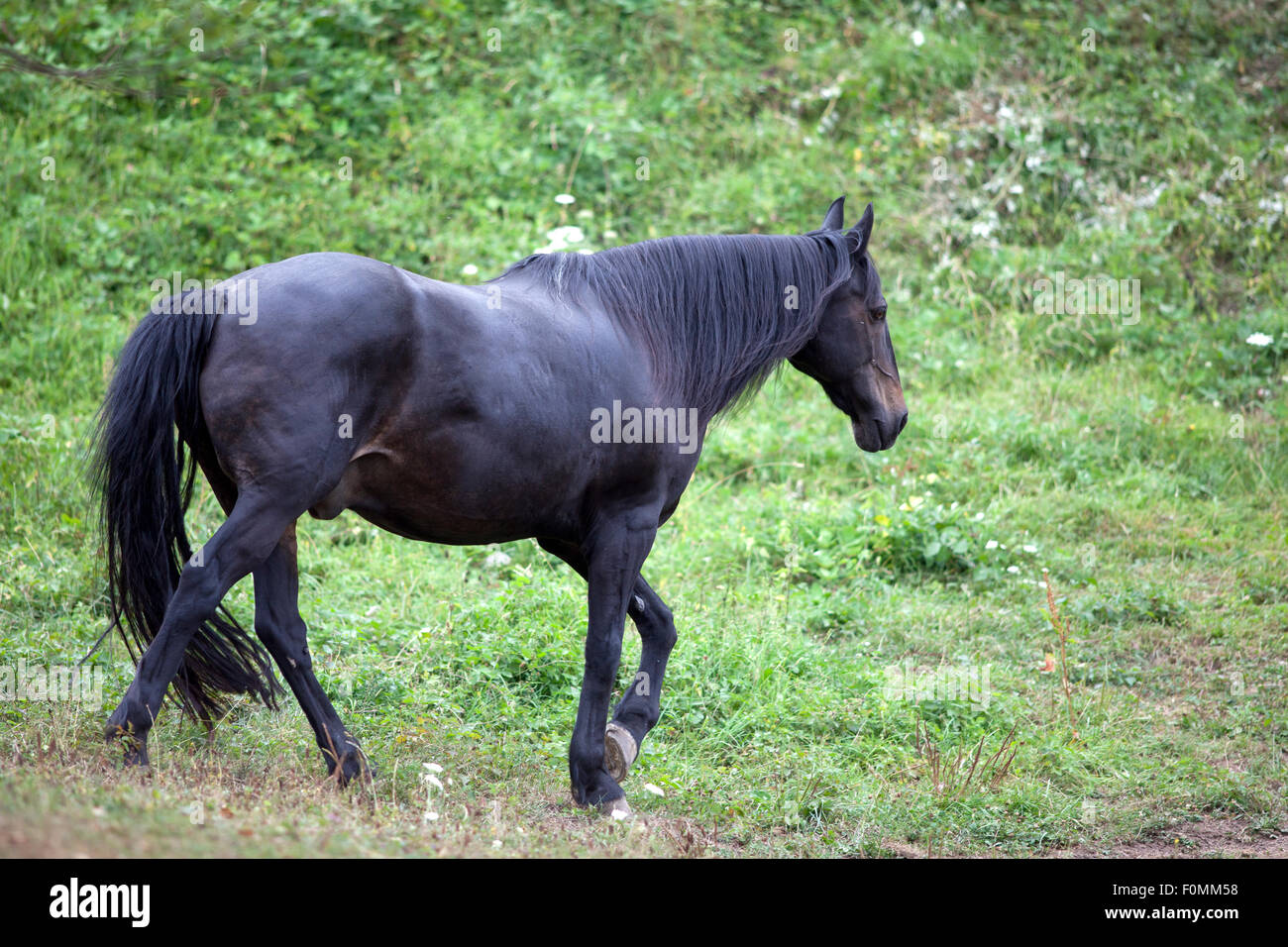 Cheval noir sur les pâturages Banque D'Images