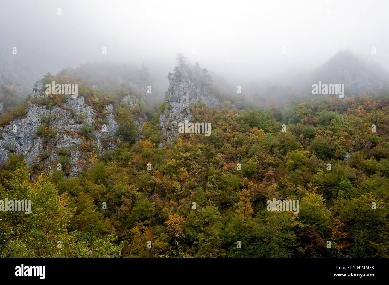 Pins noirs (Pinus nigra) sur falaise en forêt de hêtres, Morning Mist, Tara, Canyon NP Durmitor, Monténégro, Octobre 2008 Banque D'Images