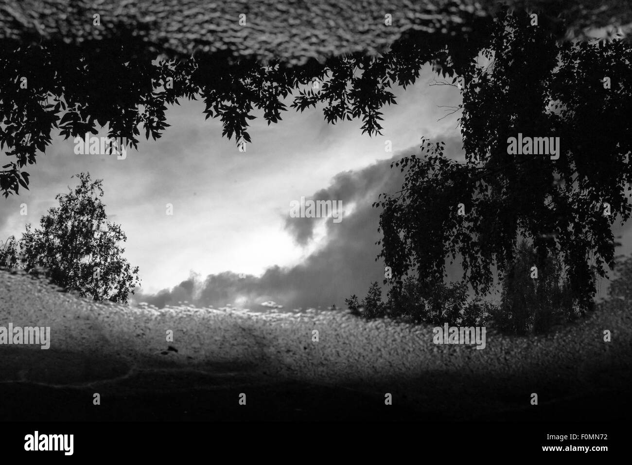 Après un violent orage les bouleaux se reflètent dans une flaque Banque D'Images