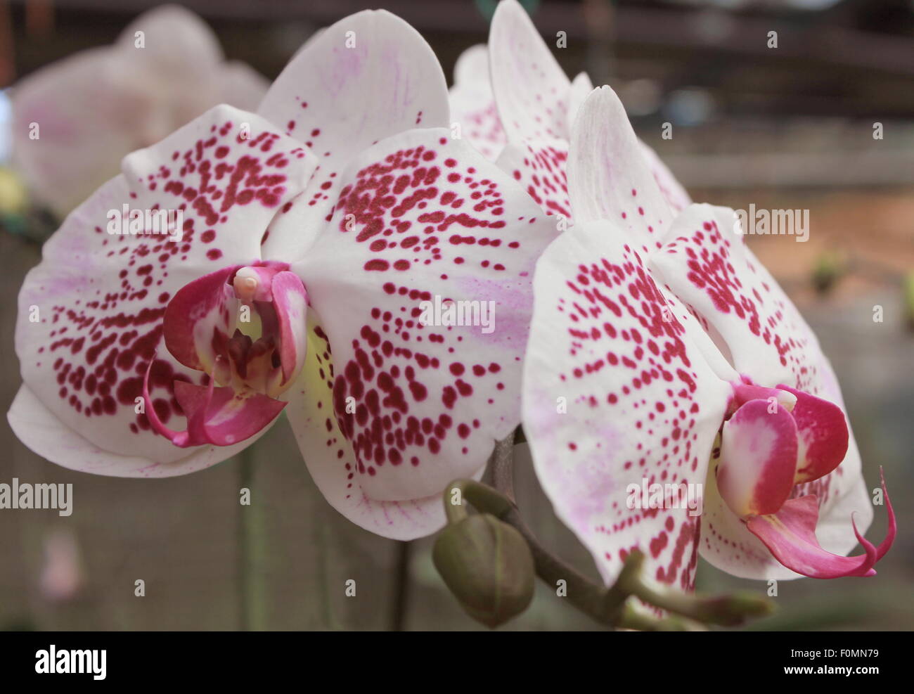 White Orchid à Cameron Highlands Banque D'Images