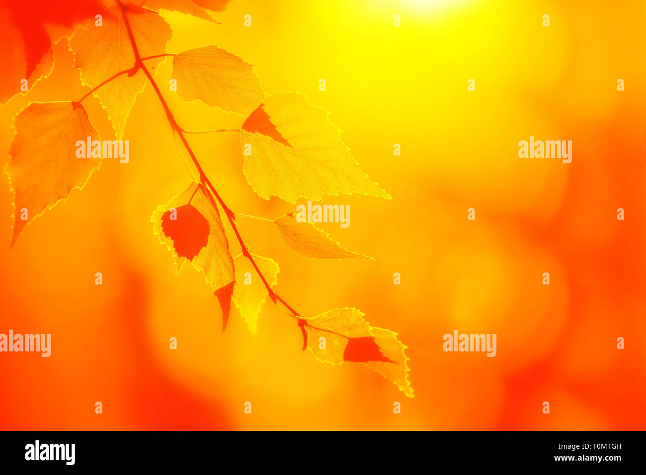 Feuilles de bouleau blanc brillent dans la lumière du soleil d'été indien, saison automne chaud background, selective focus avec profondeur de champ Banque D'Images