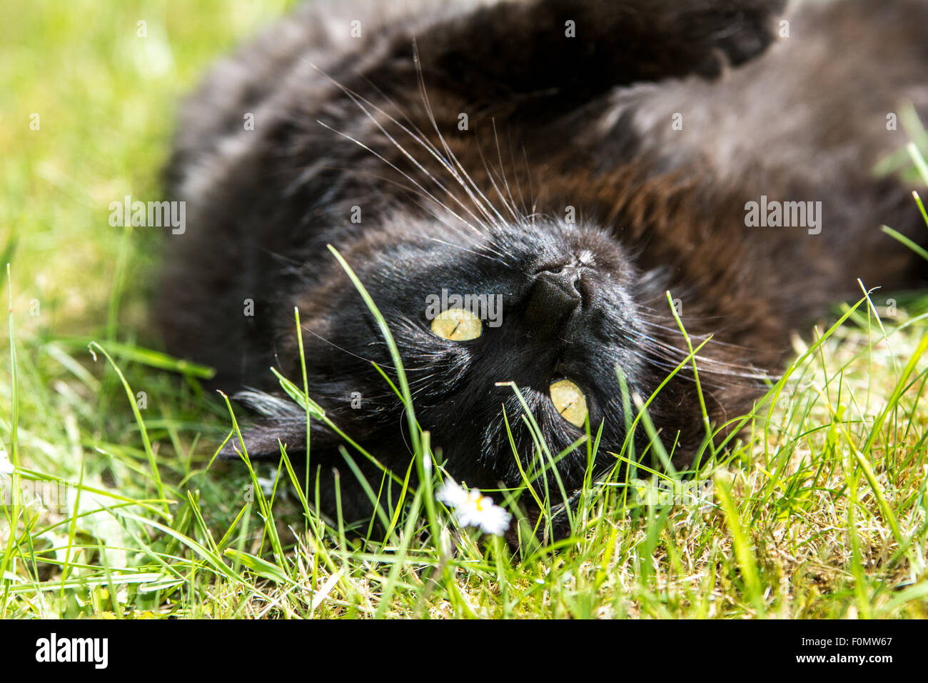 Chat noir couché à l'envers dans l'herbe sur une journée ensoleillée Banque D'Images