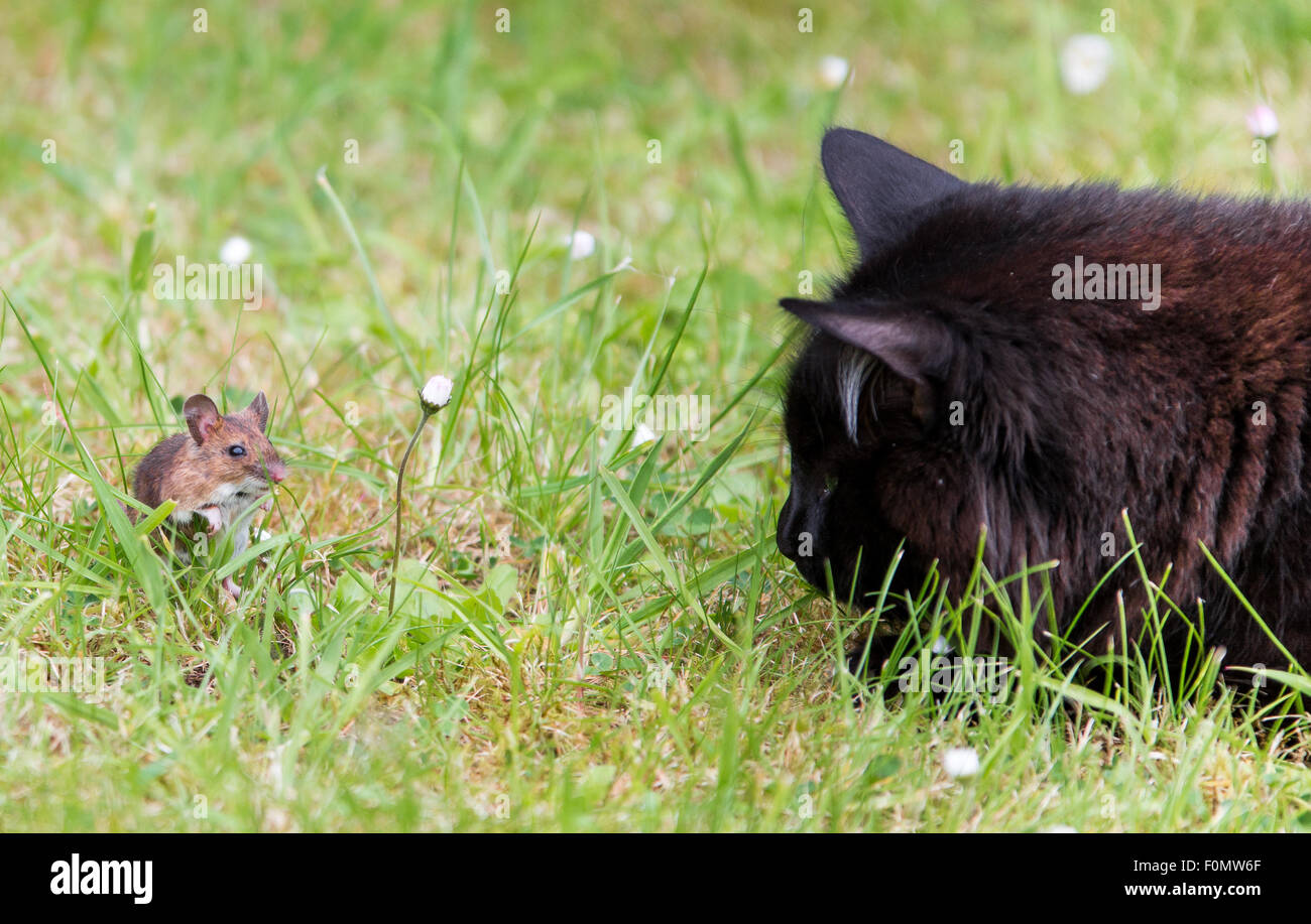 Tom et Jerry. Chat et souris peuvent être amis après tout. Une amitié inhabituelle où le chat domestique et sur le terrain pour monter la souris Banque D'Images