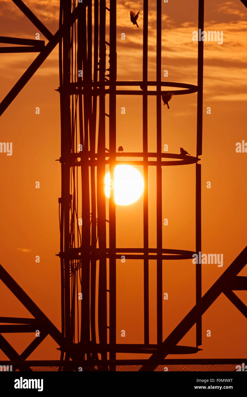 Voir le soleil en cage avec des oiseaux Banque D'Images