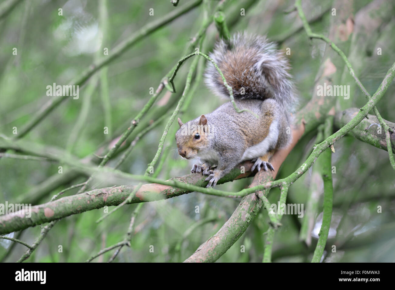 Écureuil dans un arbre Banque D'Images