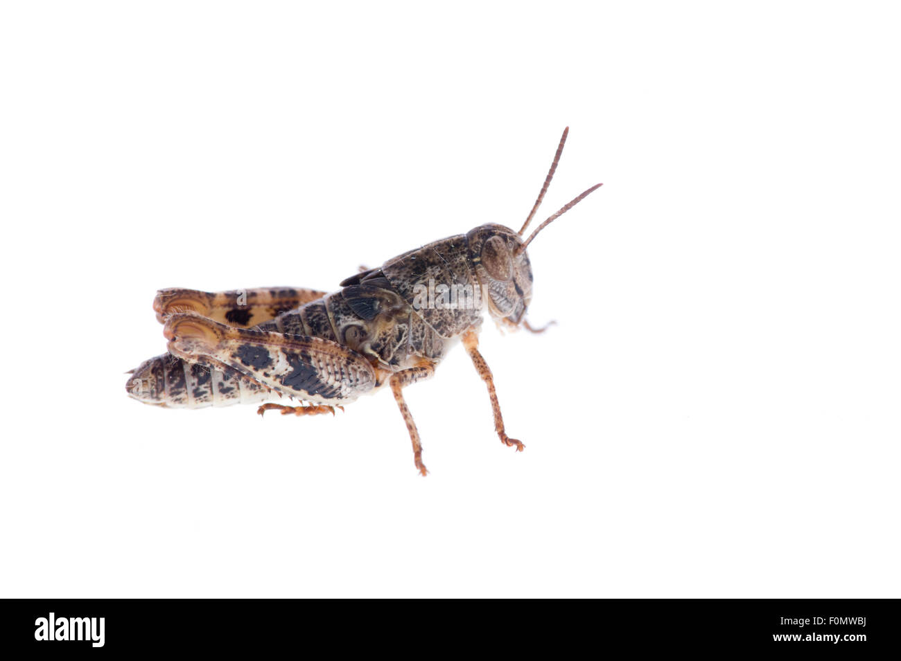 Criquet italien (Calliptamus italicus) nymphe, sauterelle, Fliess, Naturpark Kaunergrat, Tyrol, Autriche, Juillet 2008 Banque D'Images